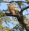 Sirkeer Malkoha (Phaenicophaeus leschenaultii) - Wiki