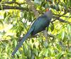 Chestnut-bellied Malkoha (Phaenicophaeus sumatranus) - Wiki