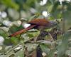 Raffles's Malkoha (Phaenicophaeus chlorophaeus) - Wiki