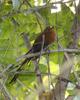 Yellow-billed Malkoha (Phaenicophaeus calyorhynchus) - Wiki