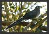 Blue-faced Malkoha (Phaenicophaeus viridirostris) - Wiki