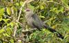 Green-billed Malkoha, Phaenicophaeus tristis