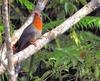 Red-billed Malkoha (Phaenicophaeus javanicus) - Wiki