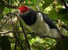 Red-faced Malkoha (Phaenicophaeus pyrrhocephalus) - Wiki