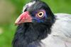 Coral-billed Ground-cuckoo (Carpococcyx renauldi) - Wiki