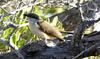 Dark-billed Cuckoo (Coccyzus melacoryphus) - Wiki