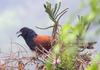 Lesser Coucal (Centropus bengalensis) - Wiki