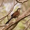 Coucal (Genus: Centropus, a kind of cuckoos) - Wiki