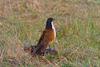 Coppery-tailed Coucal (Centropus cupreicaudus) - Wiki