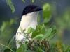 Burchell's Coucal (Centropus burchellii) face