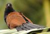 Greater Coucal (Centropus sinensis) - Wiki
