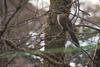 White-browed Coucal (Centropus superciliosus) - Wiki