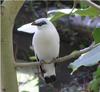 Myna (part of Family: Sturnidae) - Wiki