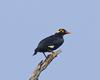 Southern Hill Myna (Gracula indica)