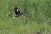 White-vented Myna (Acridotheres grandis) - Wiki