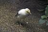 Black-winged Starling (Sturnus melanopterus) - Wiki