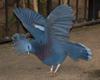 Victoria Crowned Pigeon (Goura victoria) - Wiki