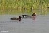 Wigeon (Part of Genus Anas) - Wiki