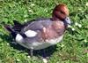 Eurasian Wigeon (Anas penelope) - Wiki