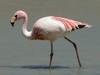James's Flamingo (Phoenicopterus jamesi) - Wiki