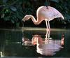 Chilean Flamingo (Phoenicopterus chilensis) - Wiki