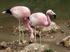 Andean Flamingo (Phoenicopterus andinus) - Wiki