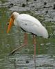 Milky Stork (Mycteria cinerea) - Wiki