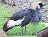Black Crowned Crane (Balearica pavonina) - Wiki