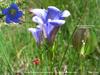 Alcon Blue Butterfly (Maculinea alcon) - Wiki