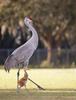 Sandhill Crane (Grus canadensis) - Wiki