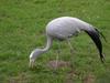 Blue Crane (Anthropoides paradisea) - Wiki