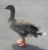 Bean Goose (Anser fabalis) - Wiki