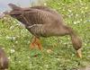 Greater White-fronted Goose (Anser albifrons) - Wiki