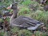 Pacific White-fronted Goose, Anser albifrons frontalis