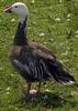 Snow Goose (Chen caerulescens) - Wiki