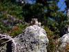 Pika (Family: Ochotonidae) - Wiki