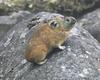 Northern Pika (Ochotona hyperborea) - Wiki