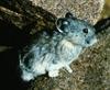 Collared Pika (Ochotona collaris) - Wiki