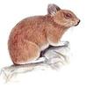 Plateau Pika (Ochotona curzoniae) - Wiki