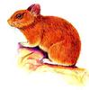 Chinese Red Pika (Ochotona rufescens) - Wiki