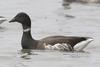 Brent Goose, Brant (Branta bernicla) - Wiki