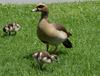 Egyptian Goose (Alopochen aegyptiacus) - Wiki