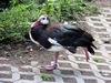 Spur-winged Goose (Plectropterus gambensis) - Wiki