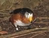 African Pygmy Goose (Nettapus auritus) - Wiki