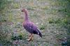 Sheldgoose (Chloephaga rubidiceps) - Wiki