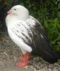 Andean Goose (Chloephaga melanoptera) - Wiki