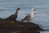 Magellan Goose (Chloephaga picta) - Wiki