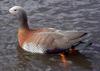 Ashy-headed Goose (Chloephaga poliocephala) - Wiki