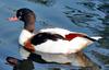 Shelduck (Genus: Tadorna) - Wiki