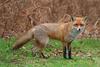 Foxes (Family: Canidae, Tribe: Vulpini) - Wiki